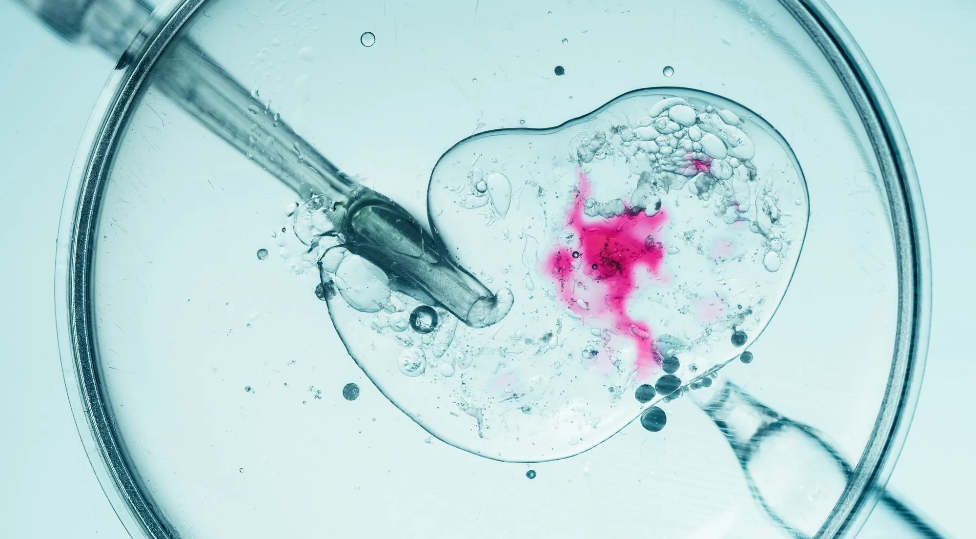 Embryo images under laboratory microscopy